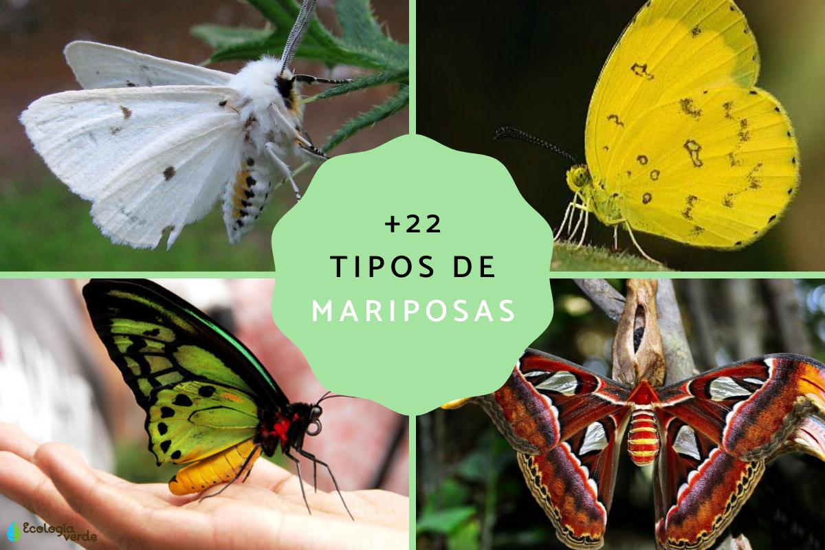 Tipos de mariposas