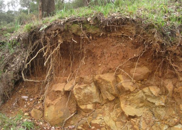 Edafología: definición, características e importancia - Definición de edafología