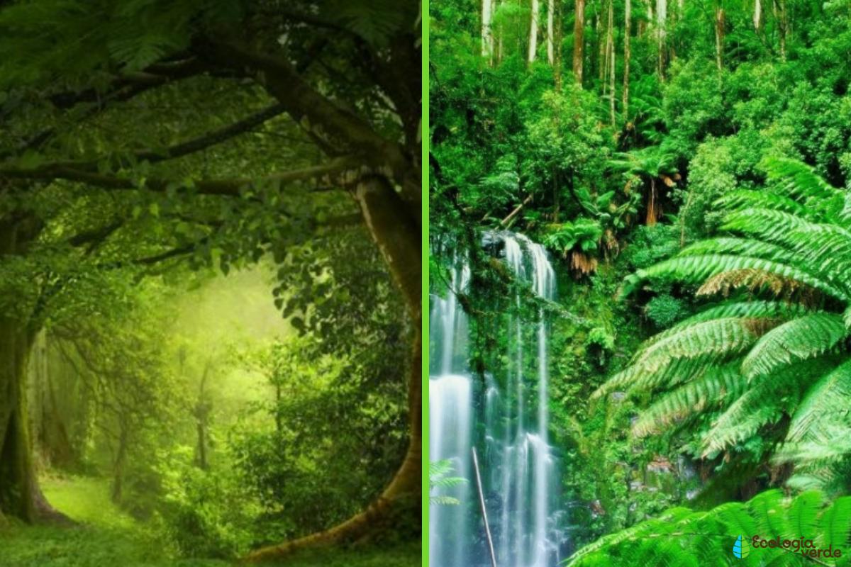 Diferencia entre bosque y selva