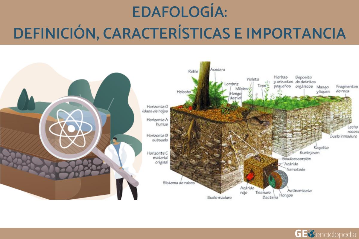 Edafología: definición, características e importancia