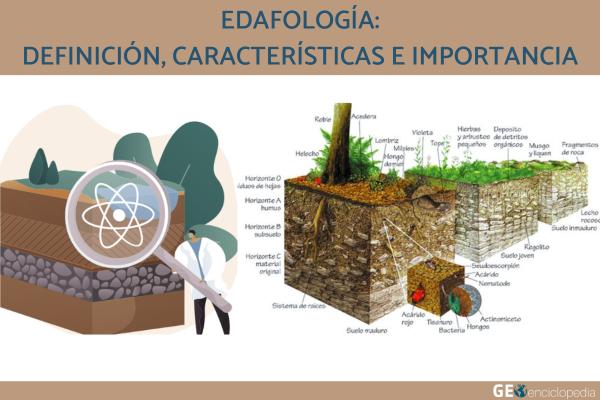 Edafología: definición, características e importancia