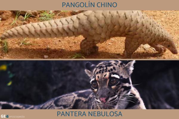 Montaña Tianzi - Flora y fauna de la montaña Tianzi