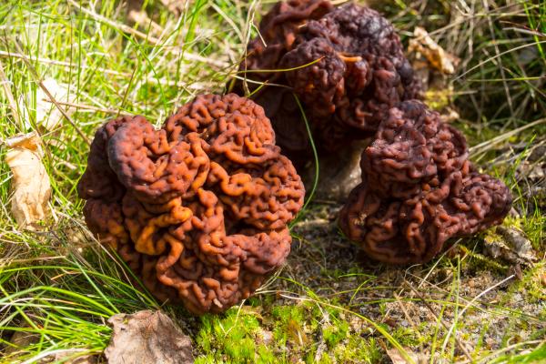 Los hongos venenosos en México - Cabeza de guajolote (Gyromitra esculenta)