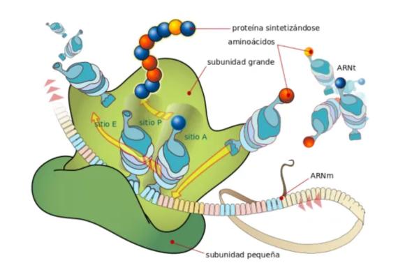 Qué son los ribosomas y cuál es su función - Función de los ribosomas