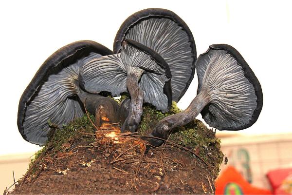 Los hongos venenosos en México - Hongo azul malo (Omphalotus mexicanus)
