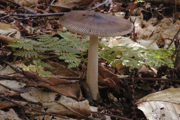 Los hongos venenosos en México - Hongo de ardilla (Amanita vaginata)