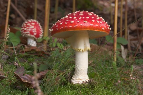 Los hongos venenosos en México - Hongo del trueno (Amanita muscaria)