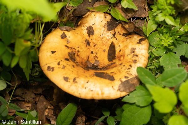 Los hongos venenosos en México - Hongo malo (Lactarius mexicanus)