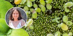 La flor más pequeña del mundo mide menos de un milímetro y desafía todo lo que creemos sobre las plantas