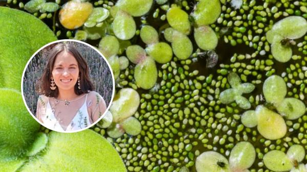 La flor más pequeña del mundo mide menos de un milímetro y desafía todo lo que creemos sobre las plantas