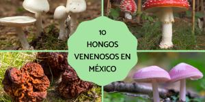 Los hongos venenosos en México