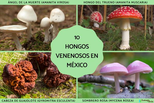 Los hongos venenosos en México