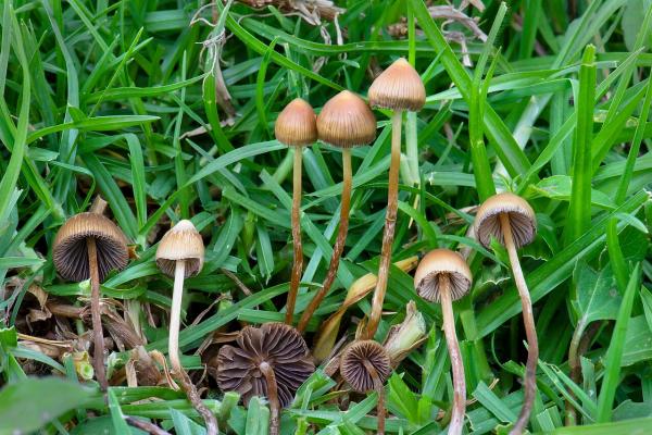Los hongos venenosos en México - Pajaritos (Psilocybe mexicana)