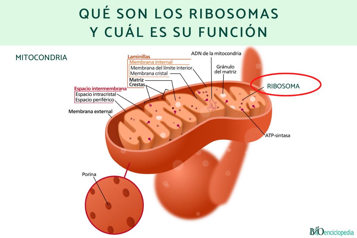 Qué son los ribosomas y cuál es su función