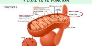 Qué son los ribosomas y cuál es su función