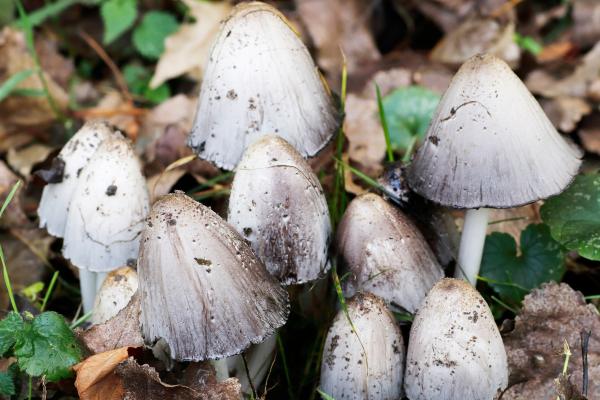 Los hongos venenosos en México - Sombrero manchado de tinta (Coprinus atramentarius)