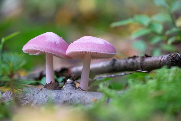 Los hongos venenosos en México - Sombrero rosa (Mycena rosea)