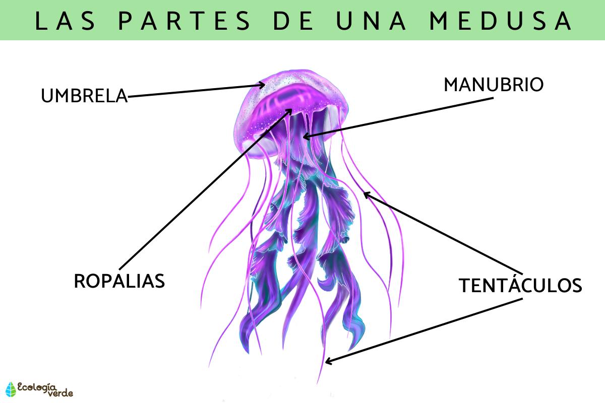 Partes de una medusa y sus funciones