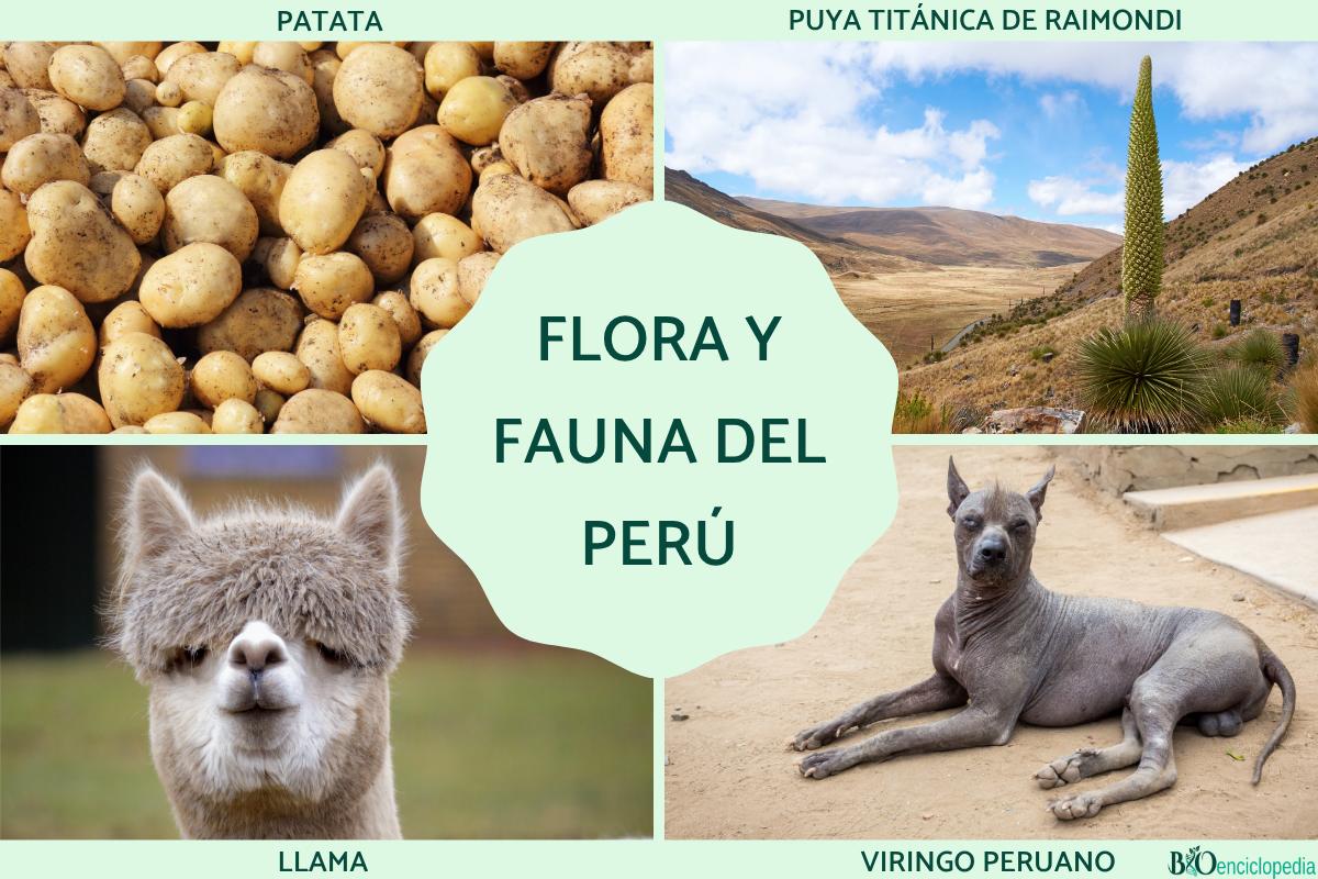 Flora y fauna del Perú
