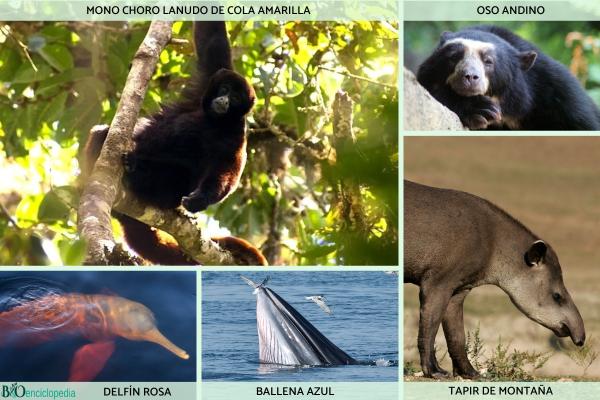 Flora y fauna del Perú - ¿Qué animales están en peligro de extinción en Perú? 