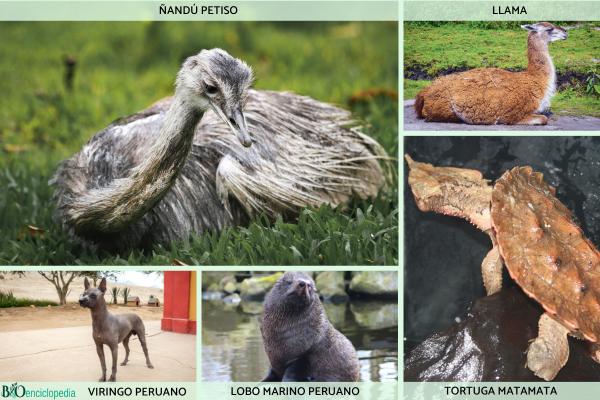 Flora y fauna del Perú - ¿Qué especies conforman la fauna del Perú? 