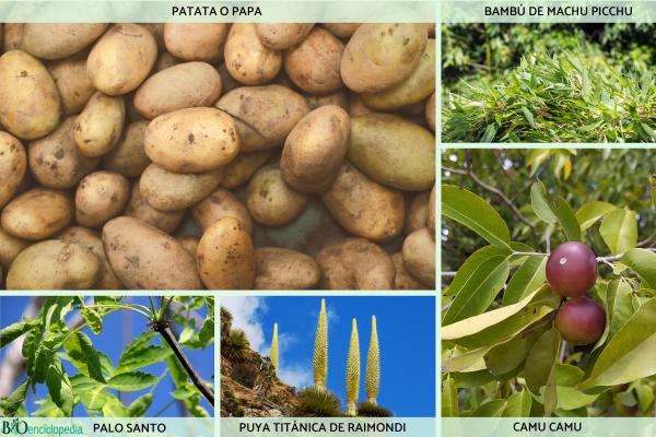 Flora y fauna del Perú - ¿Qué especies conforman la flora del Perú? 