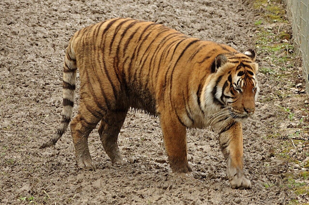 6 tipos de tigres - Nombres y fotos