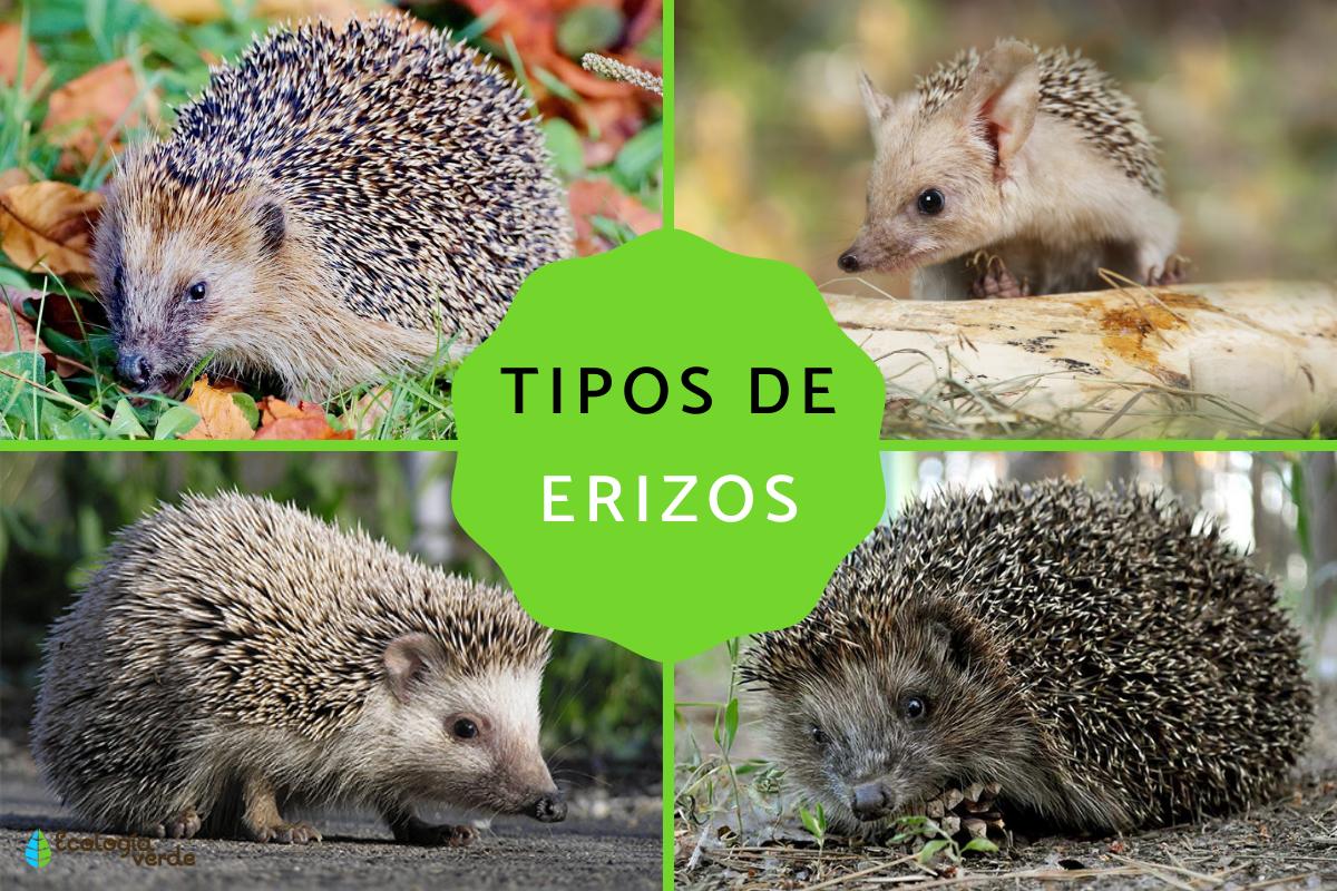 Tipos de erizos