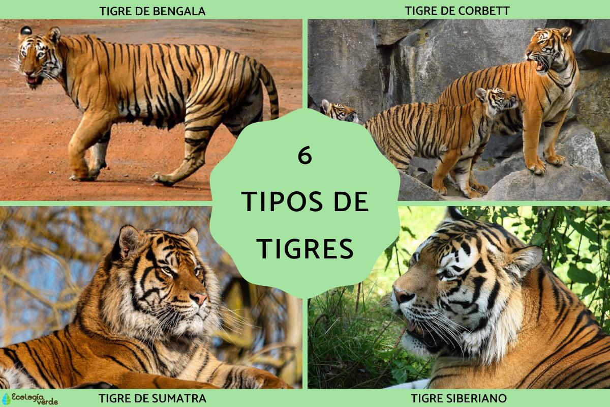 Tipos de tigres