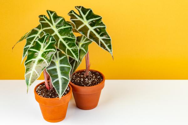 Plantas raras de interior - Alocasia Polly