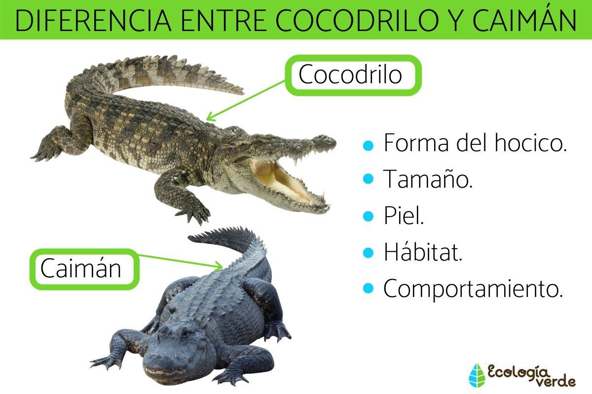 Diferencia entre cocodrilo y caimán