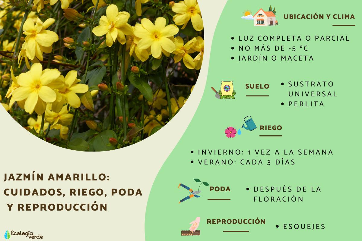 Jazmín amarillo: cuidados, riego, poda y reproducción