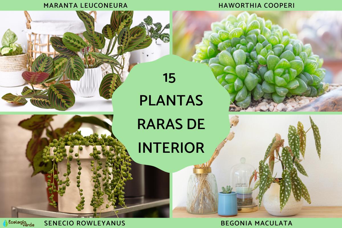 Plantas raras de interior
