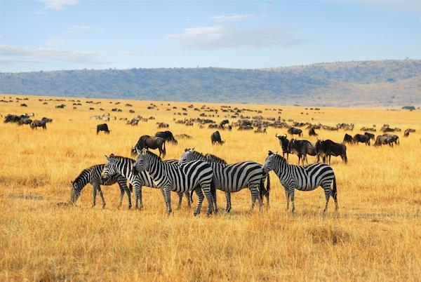 Cebra - Qué come la cebra