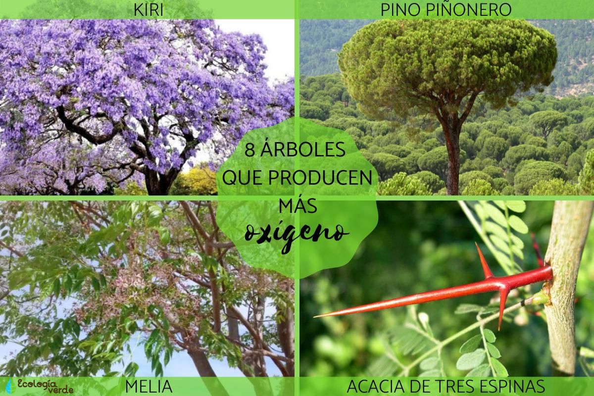 Árboles que producen más oxígeno