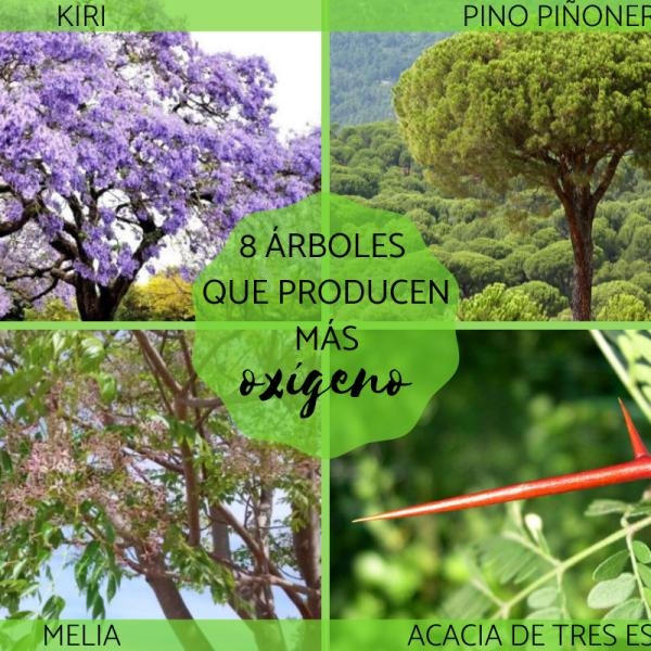 8 ÁRBOLES que producen MÁS OXÍGENO y que limpian