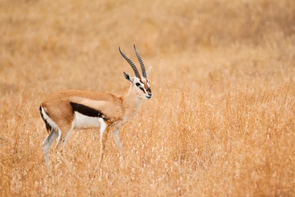 Gacela de Thomson - Características de la Gacela de Thomson