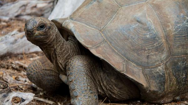 La reintroducción de 10 tortugas gigantes en las Seychelles recupera en 6 meses procesos ecológicos perdidos hace 180 años - Cómo 10 tortugas gigantes recuperaron un ecosistema perdido hace 180 años