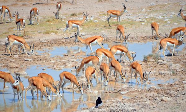 Gacela de Thomson - Dónde vive la Gacela de Thomson