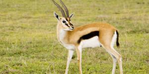 Gacela de Thomson