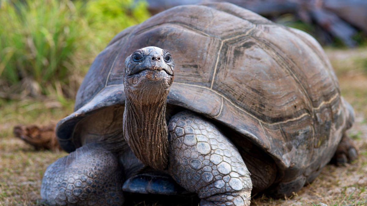 La reintroducción de 10 tortugas gigantes en las Seychelles recupera en 6 meses procesos ecológicos perdidos hace 180 años