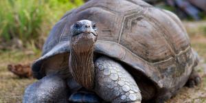 La reintroducción de 10 tortugas gigantes en las Seychelles recupera en 6 meses procesos ecológicos perdidos hace 180 años