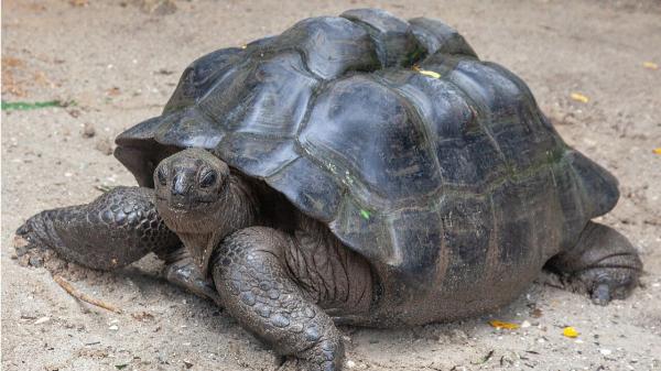 La reintroducción de 10 tortugas gigantes en las Seychelles recupera en 6 meses procesos ecológicos perdidos hace 180 años - No todas las tortugas contribuyen igual a restaurar el ecosistema