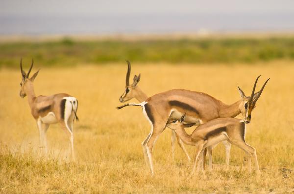 Gacela de Thomson - Reproducción de la Gacela de Thomson