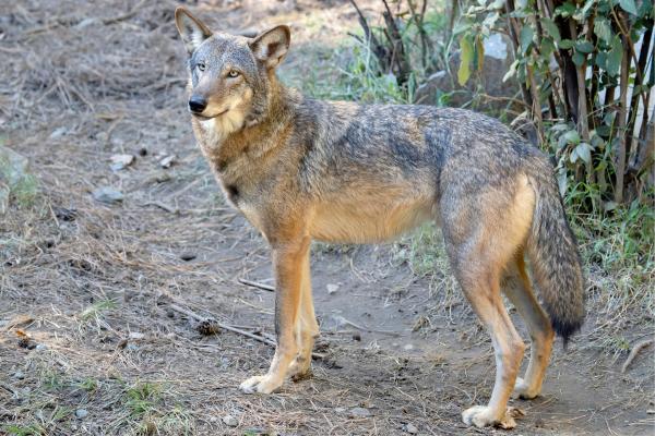 Lobo rojo - Alimentación del lobo rojo