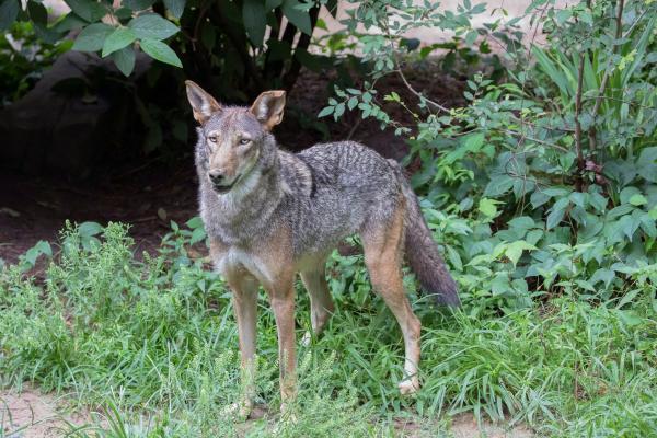Lobo rojo - Características del lobo rojo