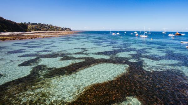 Una familia compró esta isla australiana para criar ovejas y 50 años después la está convirtiendo en un refugio para especies amenazadas - El reto que ha puesto en jaque el proyecto: eliminar gatos, ratas y ratones de la isla