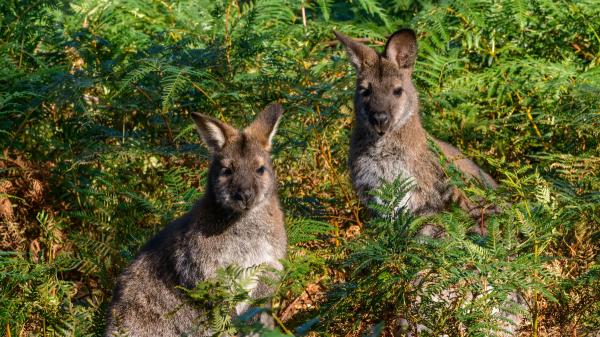 Una familia compró esta isla australiana para criar ovejas y 50 años después la está convirtiendo en un refugio para especies amenazadas - Los animales que desaparecieron de la isla podrían volver en 2027 tras décadas de ausencia