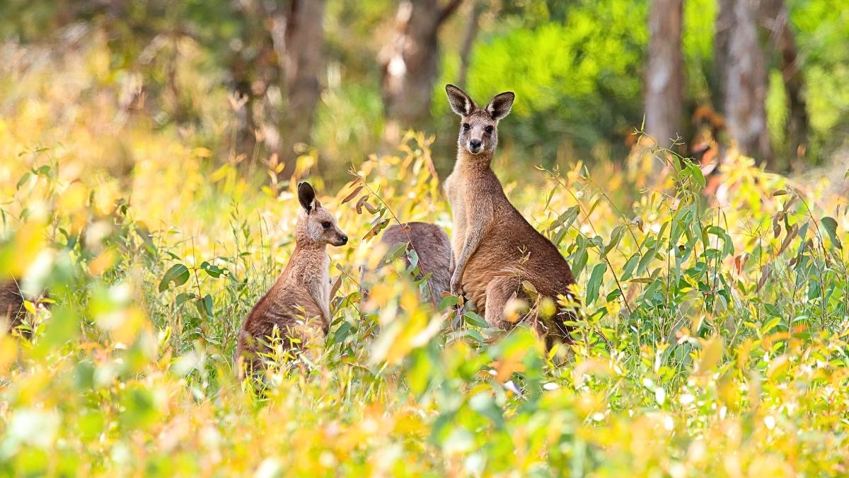 Una familia compró esta isla australiana para criar ovejas y 50 años después la está convirtiendo en un refugio para especies amenazadas