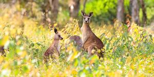 Una familia compró esta isla australiana para criar ovejas y 50 años después la está convirtiendo en un refugio para especies amenazadas